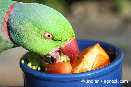 my parrot food