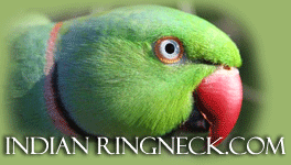 IndianRingNeck.com Forum Index