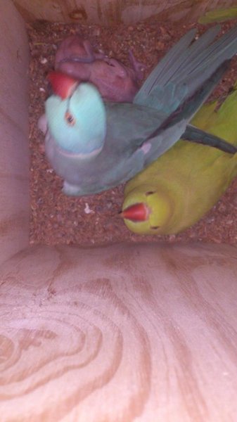 Blue is Male and Green Female, little ones is also blue