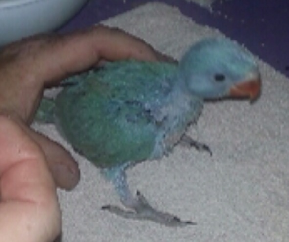 1st picture of young marley