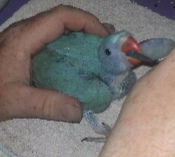 2nd young picture of Marley