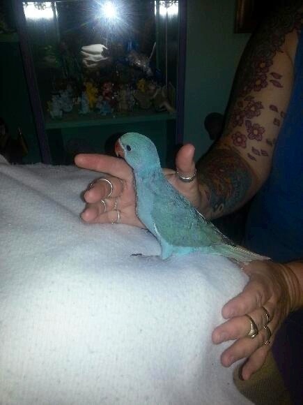 Slightly older picture of Marley