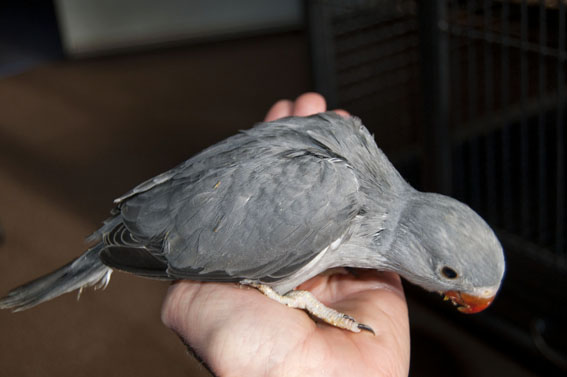 grey chick 1.jpg