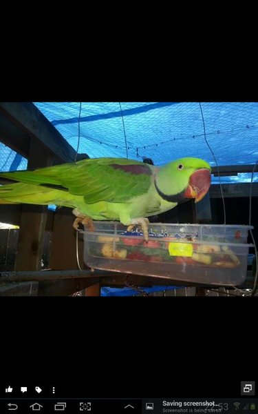 Ringo the alexandrine.<br />Aviary bird but some what hand tamed. He is the noss of the aviary and can talk. He often comes and sits on my head when I go into the aviary. He is semi bonded with alexis