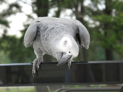 Talking Pair of African Grey Parrots Available Now