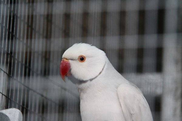 Grey Lacewing_28-07-10small.jpg