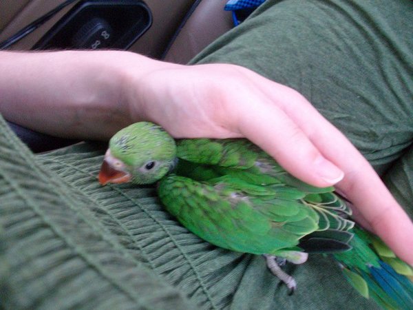 The day we got him.  :)  He's MUCH bigger and more feathered now!