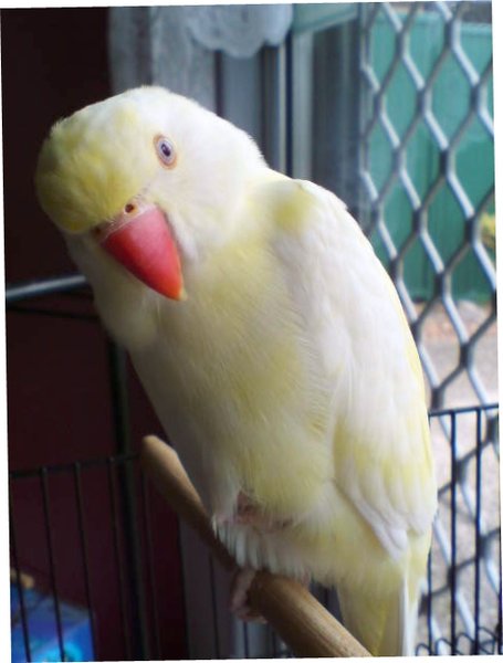 Sunny_1.jpg