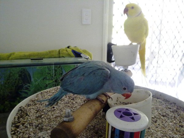 &quot;Cookie&quot; &amp; Noddy (Housemates IRN)