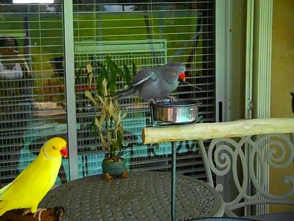 Louie (lutino) &amp; Libby playing on the screened patio.