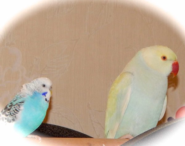 polly.jpg (99.76 KiB) Viewed 4610 times polly.jpg