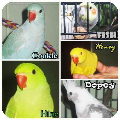 birds.jpg