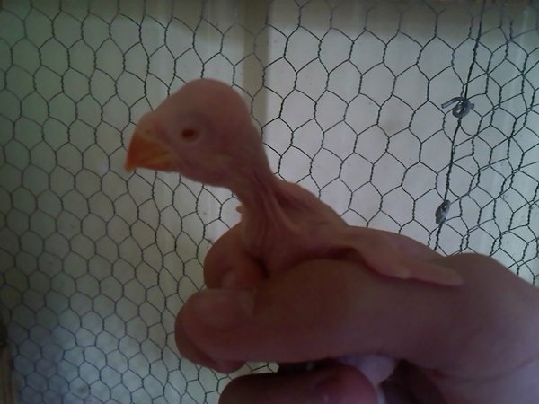 the 2 week old chick