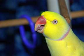 my baby singing to me