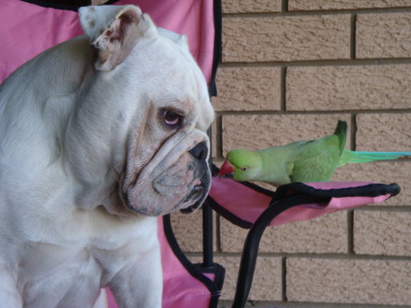 With his best friend Smudge
