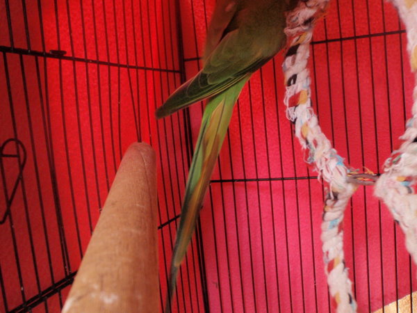 this is ricola as you can see the brown/black on her tail n wing