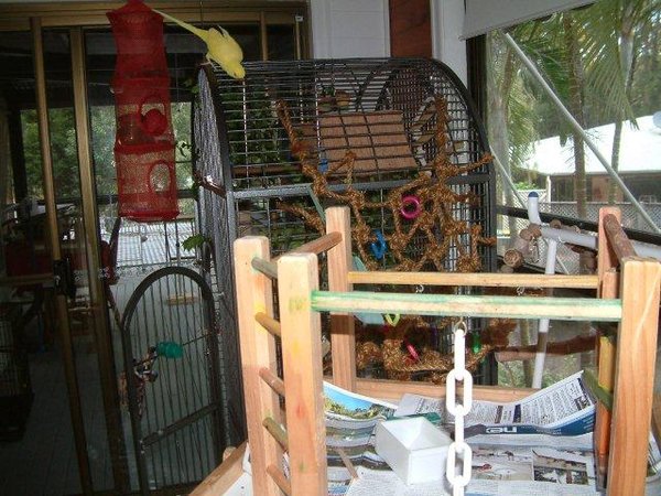 Another view of our birdie area.