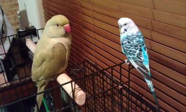 My IRN with her favourite budgie, Little Blue