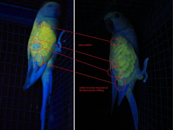 saddleback_muck.jpg (98.61 KiB) Viewed 45425 times saddleback muck