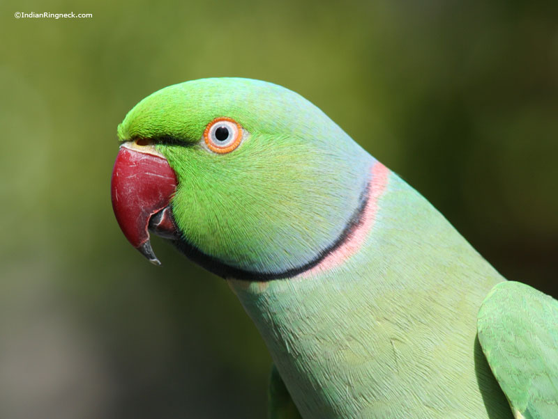 indian ringneck photo gallery