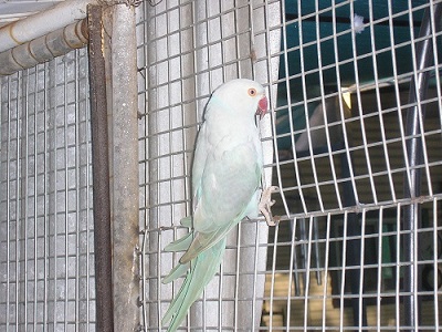 Her head is much whiter then the pic shows