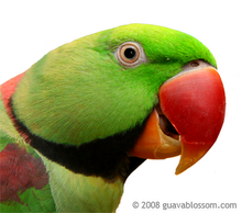 Alexandrin Parakeet male (head).png