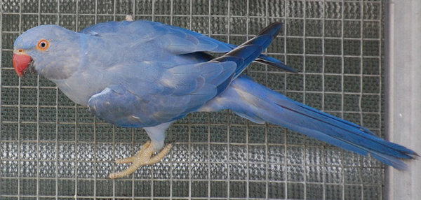 Sold to me as a cobalt violet