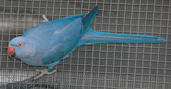 Cobalt split CHCT