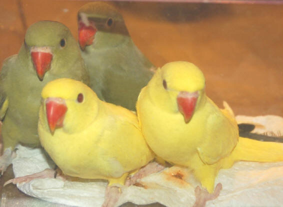 Healthy_and_trained_Indian_ringneck_parrots.jpg