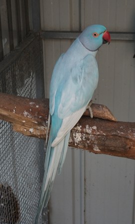 08 Blue pied in 2011 - Copy.JPG