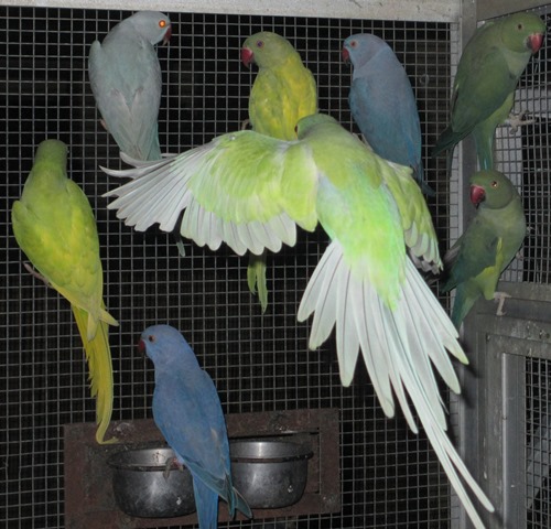 2010 Turqoiuse Blue   Harleqiun pied  Jan 2013.JPG