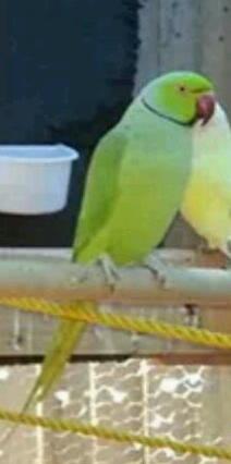 This is trey. He was bought as a bonded pair to stevie. We dont think they are bonded at all