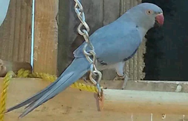 Stevie. A hen apparently bonded with trey. But man this bird has attitude.