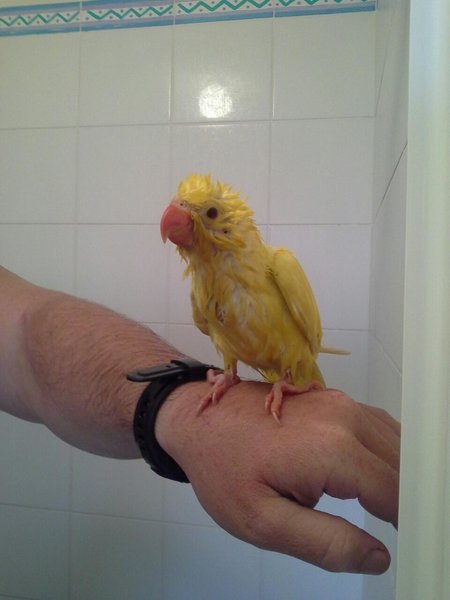 This is steggles.<br />Steggles has had 9 lives. Parents almost killed hi  twice, previous owner almost rung his neck, fell out of my partners hand at 2 weeks old, jack russle had it in its mouth, got a flu. Lol<br />A bird with sooo much character and our first one thst weve hand reared since he was barely a week old.