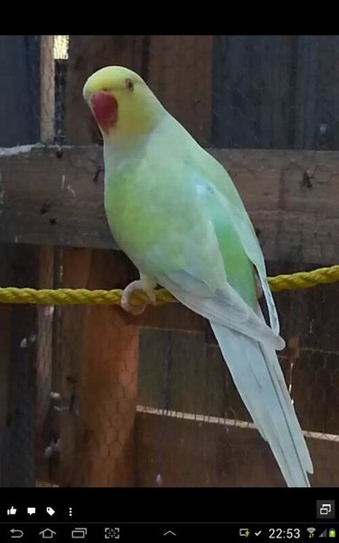 We had 4 of these guys. Mum, dad n two babies.  Dad passed away sadly. Mum is sweety, n babies will be buddy jnr n summer.<br /><br />Rip buddy xx