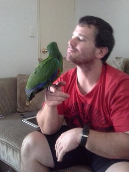 This is Ekky the eclectus<br />Es clumsy, doopy n loves my partner like a father n son.