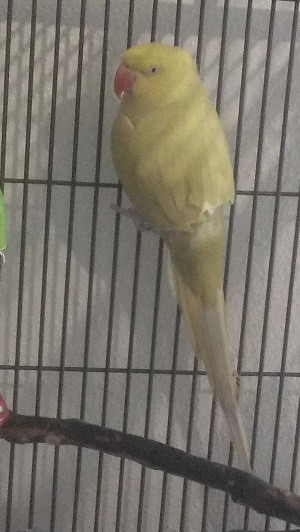 newbird2.jpg