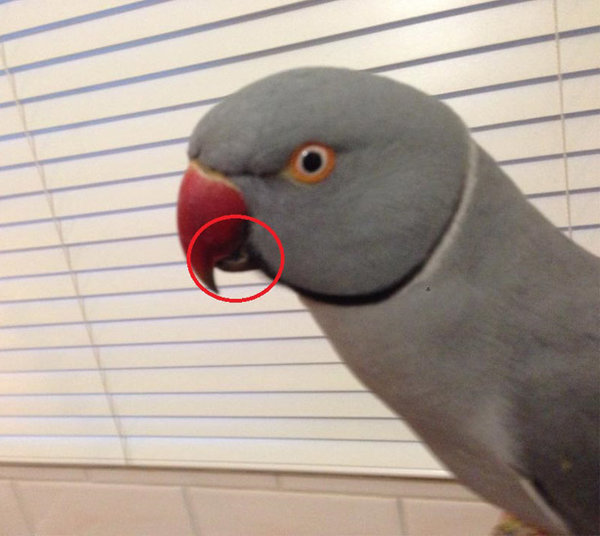 Beak-issue.jpg