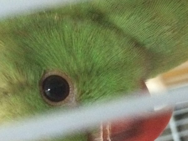 this is the left eye