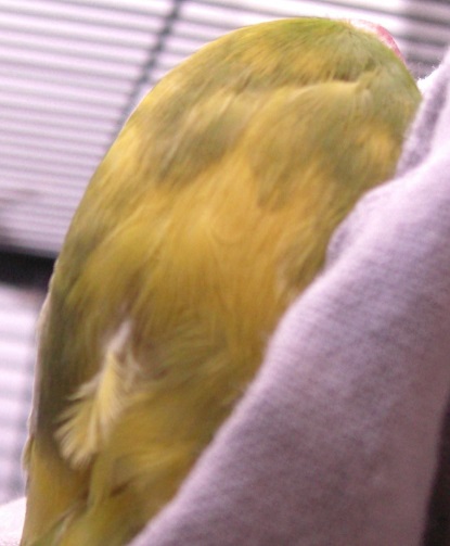 Back Side of the Head