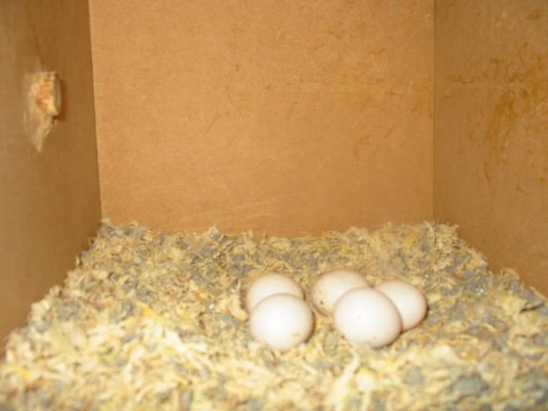 1ST clutch of eggs in southern highlands.
