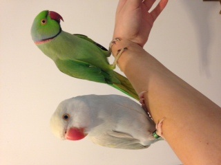 George (green) and Charlie (pastel blue) on my arm together :)