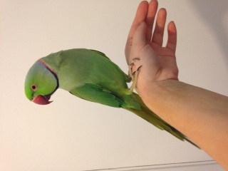 Gorgeous George on my hand :)