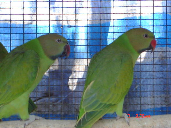 DSC00718.JPG