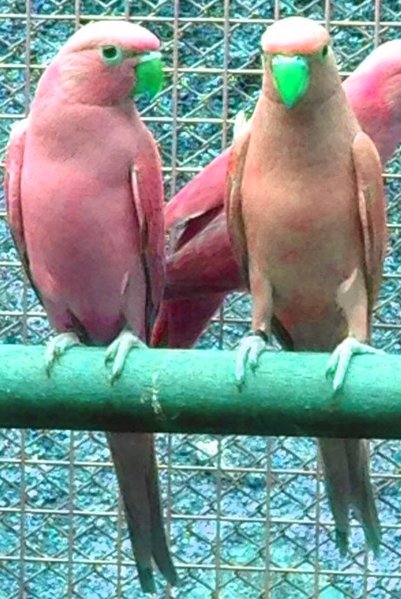 IMG_0962 - Cópia.JPG