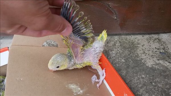As every cleartail, the clearness is at some point continued under the wing area. The feet and nails were lighter than it's siblings, except the lutino's.