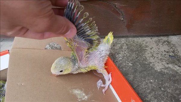 As every cleartail, the clearness is at some point continued under the wing area. The feet and nails were lighter than it's siblings, except the lutino's.