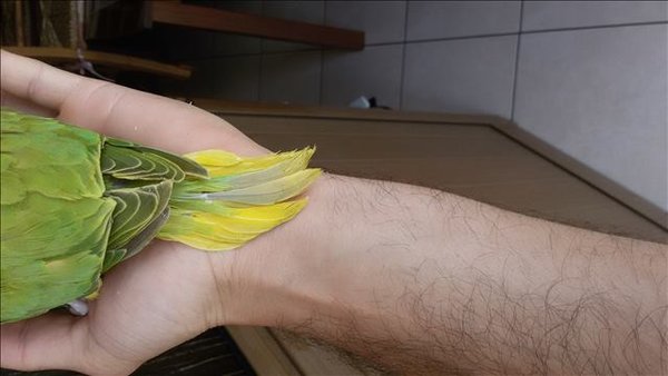 Here you can see the cinnamon gene. Notice that only the back central tail feathers are affected, sign of a cleartail, but instead of being body coloured they have this beautiful light grey colouration.