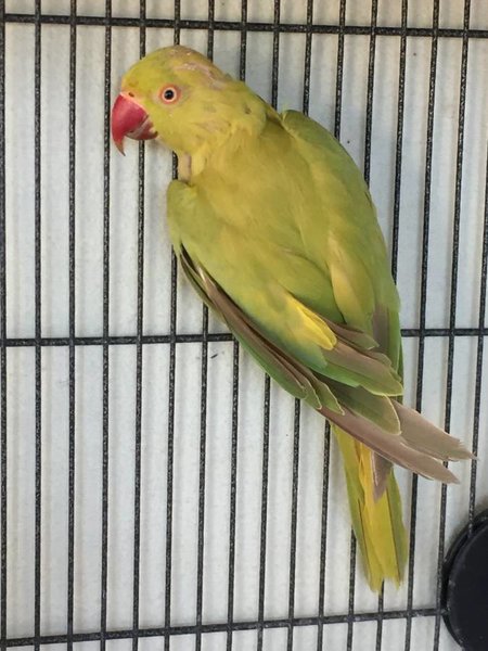 Violet Green Cinnamon Turquoise Split Cleartail Female 1.jpg