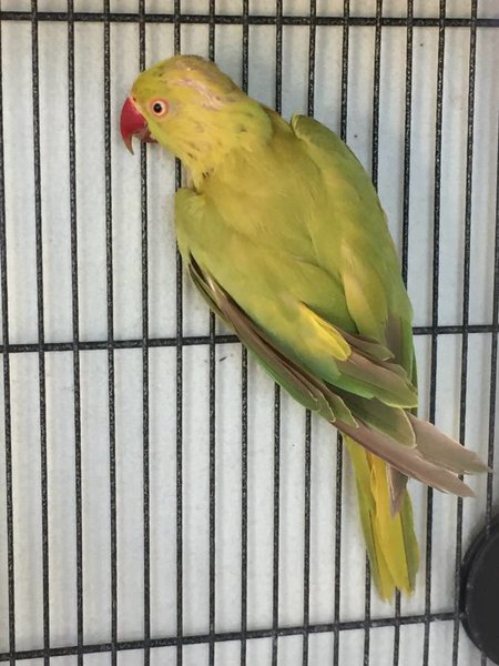 Violet Green Cinnamon Turquoise Split Cleartail Female 3.jpg